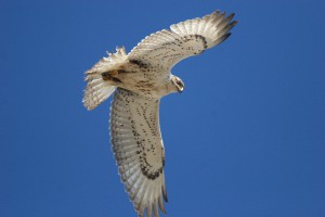 ferruginous-hawk--first-year-bird-flying--antelope-valley--jan.-.jpg
